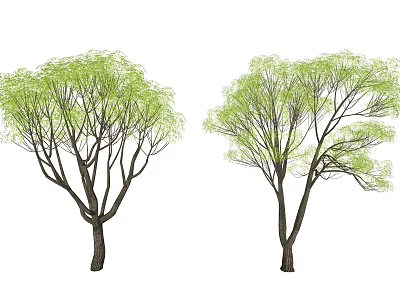 Two Lush Deciduous Trees With Green Foliage Slender Trunks And Spreading Branches 3d model