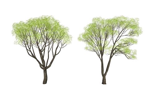 Modern Tree Landscape Tree 3d model