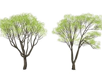 Modern Tree Landscape Tree 3d model