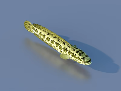 Aquatic Animal Freshwater Fish With Yellow And Black Spotted Pattern On Blue Background With Reflection 3d model