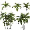 Different Varieties of Tropical Palm Trees in Various Sizes and Shapes
