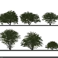 Various Sizes of Lush Green Arbor Trees With Dense Foliage in Natural Scene