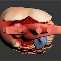 Realistic Human Heart Organ 3D Model With Detailed Blood Vessels And Anatomical Structure