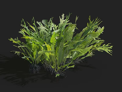 Aquatic Plants With Lush Green Feathery Leaves And Healthy Visible Roots 3d model