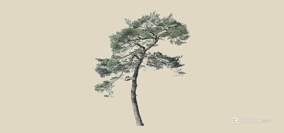 Single Pine Tree With Thick Trunk Lush Green Needles And Curved Branches 3d model