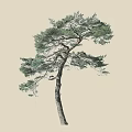 Single Pine Tree With Thick Trunk Lush Green Needles And Curved Branches 3d model