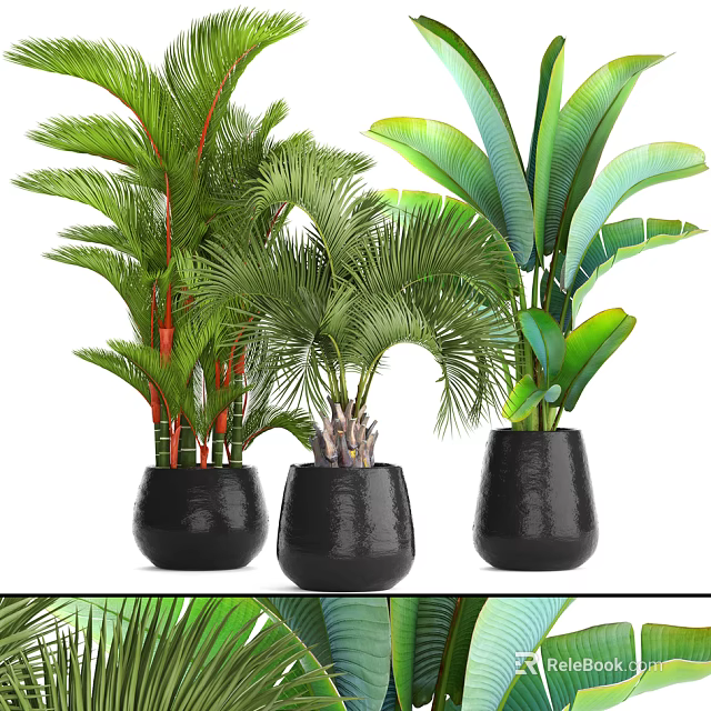 Modern Indoor Bonsai Plants With Large Green Leaves And Black Ceramic Planters 3d model 