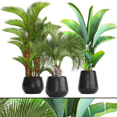 Modern Indoor Bonsai Plants With Large Green Leaves And Black Ceramic Planters 3d model