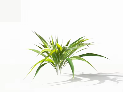 Green Leafy Plant with Slender Green and Yellow Gradient Leaves on White Background and Shadow 3d model