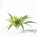 Green Leafy Plant with Slender Green and Yellow Gradient Leaves on White Background and Shadow