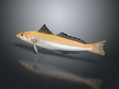 High Quality Fresh Seafood Fish As Nutritious Household Daily Food Supply Item 3d model