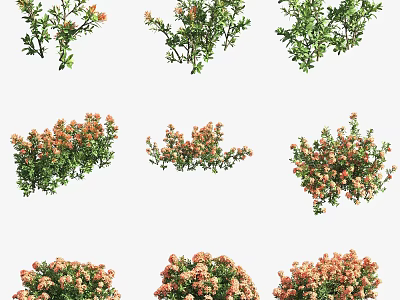Various Garden Shrubs with Colorful Flowers and Lush Green Foliage for Landscaping 3d model