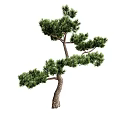 Evergreen Pine Tree with Bent Trunk Lush Green Foliage and Graceful Shape 3d model