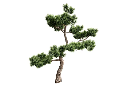 Evergreen Pine Tree with Bent Trunk Lush Green Foliage and Graceful Shape 3d model