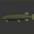 Realistic Green Pike Fish 3D Model With Lifelike Texture And Shiny Surface