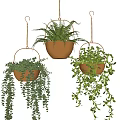 Lush Hanging Basket Plants in Golden Baskets with Trailing Greenery on Black Background