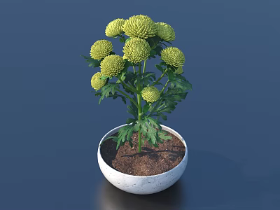 Bonsai Potted Plant With Yellow Spherical Flowers Green Leaves In White Bowl Shaped Pot 3d model