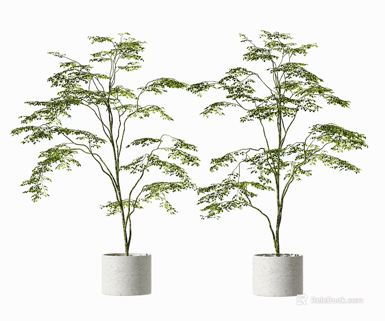 Bonsai Potted Plants With Lush Green Leaves In White Ceramic Pots For Indoor Decor 3d model 