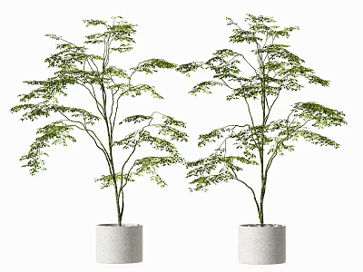 Bonsai Potted Plants With Lush Green Leaves In White Ceramic Pots For Indoor Decor 3d model