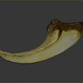Unique Crescent Shaped Yellow And Brown Object With Natural Textured Surface And Curved Design