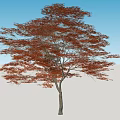 Red Leaf Tree with Lush Foliage Standing in Open Grassland Under Blue Sky 3d model