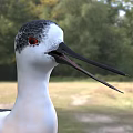 Black and white bird with long red legs and long beak standing on grassy field