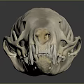 Detailed Animal Skull Organ Structure With Anatomical Features And 3D Rendered Texture