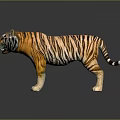 Realistic 3D Tiger Model With Orange Stripes White Belly Open Mouth And Gray Background