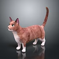 Brown And White Cat With Green Eyes Standing On Shiny Surface And Gray Background