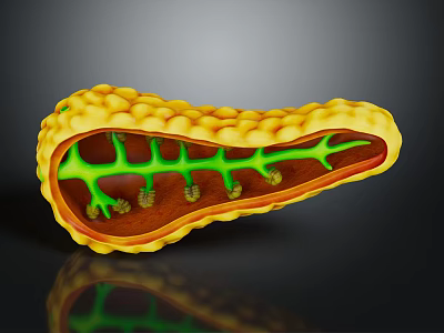 3D Organ Anatomical Model Showing Hair like Internal Structures And Green Vascular Pathways 3d model