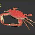 Vibrant Pink Crab with Distinctive Claws and Legs on Glossy Black Background