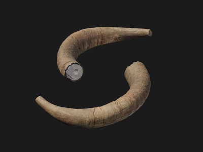 Rustic Garden Decorative Horn Ornaments With Curved Shape And Natural Texture 3d model