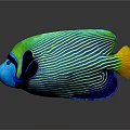 Colorful Striped Angelfish With Green Blue Body And Yellow Tail On Dark Background