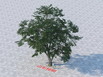 Tall Beech Tree With Lush Green Foliage On Paved Stone Ground 3d model