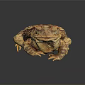 Brown and Yellow Toad With Bumpy Skin On Dark Background And Reflection