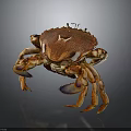 Orange and brown crab with purple claws isolated on dark background with reflection
