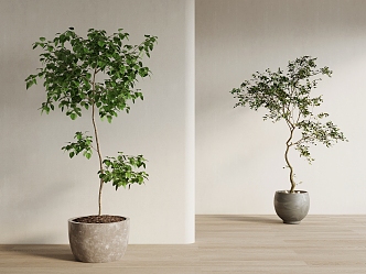 New Chinese Bonsai Green Plant 3d model