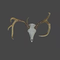 Natural Deer Skull With Antlers For Rustic Home Decoration 3d model