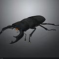 Shiny Black Stag Beetle With Large Mandibles And Orange Eyes On Dark Background Close Up