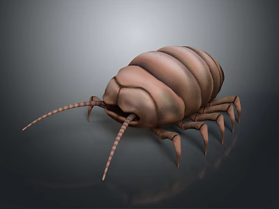 Pill Bug Shaped Children's Toy For Household Daily Play And Entertainment 3d model