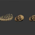Animal Skeletons And Skulls Display On White Background With Detailed Structure