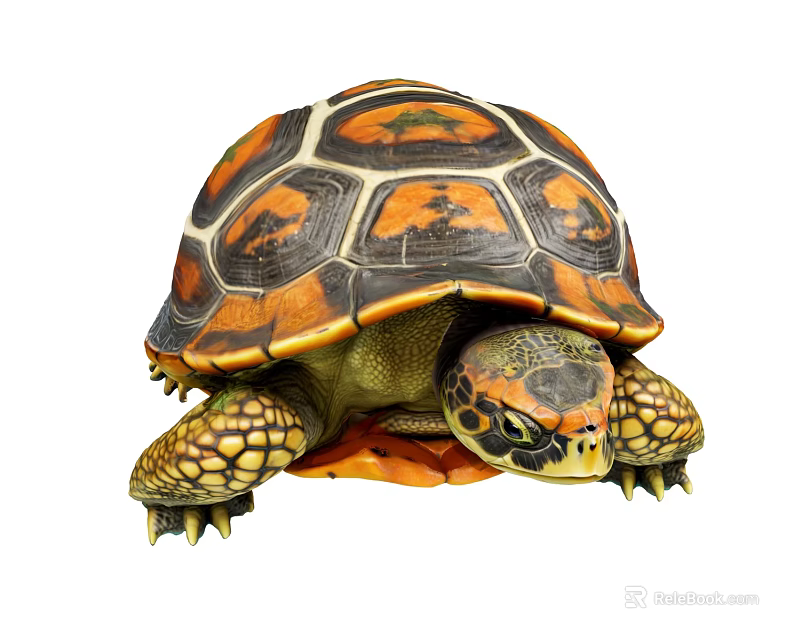 Aquatic Animal Turtle With Vibrant Orange And Black Patterned Shell 3d model 