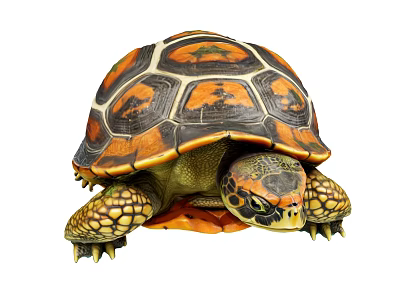 Aquatic Animal Turtle With Vibrant Orange And Black Patterned Shell 3d model