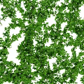 Lush Green Decorative Vines With Dense Leaves For Natural Design