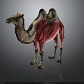 Camel Anatomical Model Showing Muscular Organs And Body Fur Details