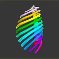 Colorful Human Rib Cage 3D Model Displaying Anatomical Skeletal Organ Structure Details