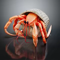 Vibrant Hermit Crab Carrying Shell With Orange Pincers And Legs Against Black Background With Reflection