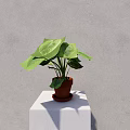 Potted Plant With Large Green Leaves In Brown Pot On White Pedestal Against Gray Wall
