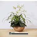 Beautiful Potted Orchid Plant With White Flowers And Green Leaves On Wooden Tabletop