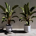 Leafy Potted Plants With Large Green Leaves In White Pots Against Gray Wall